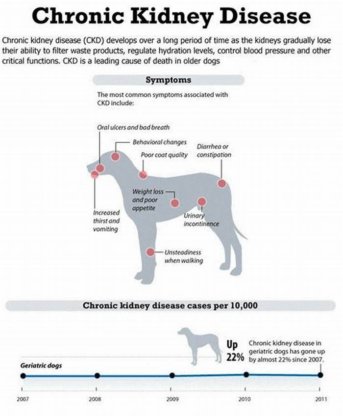 kidney disease dogs life expectancy