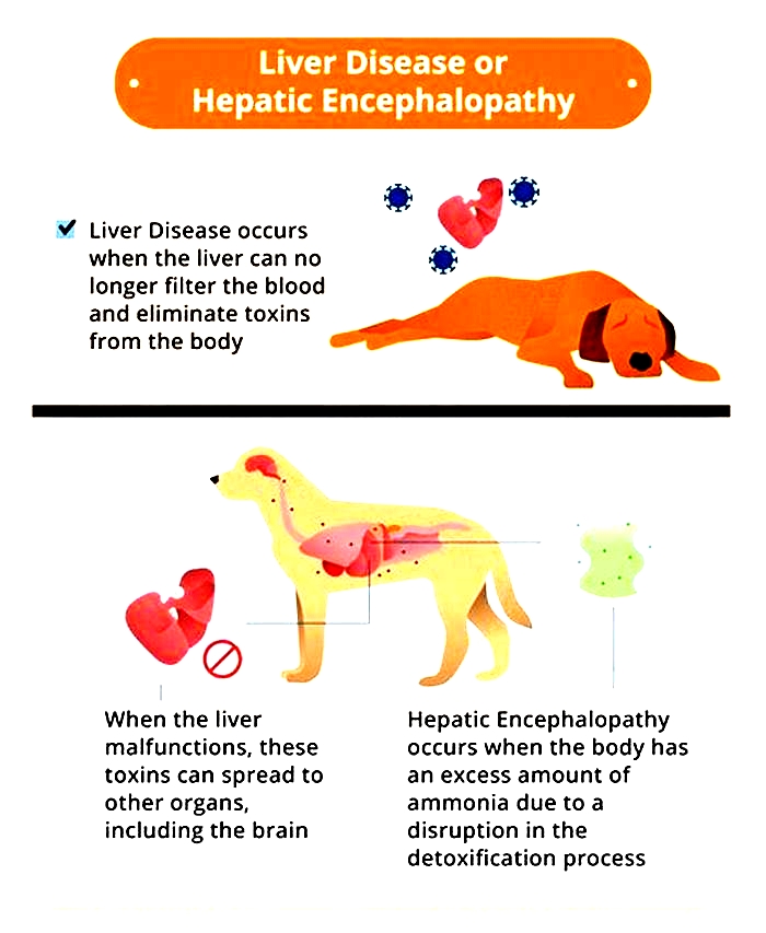 kidney disease dogs seizures