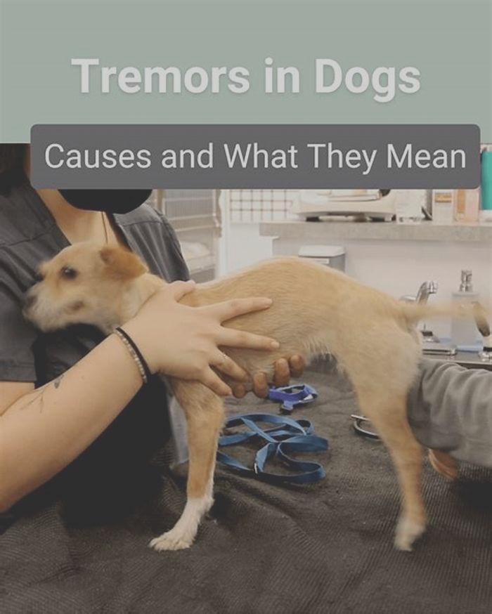 kidney disease dogs tremors