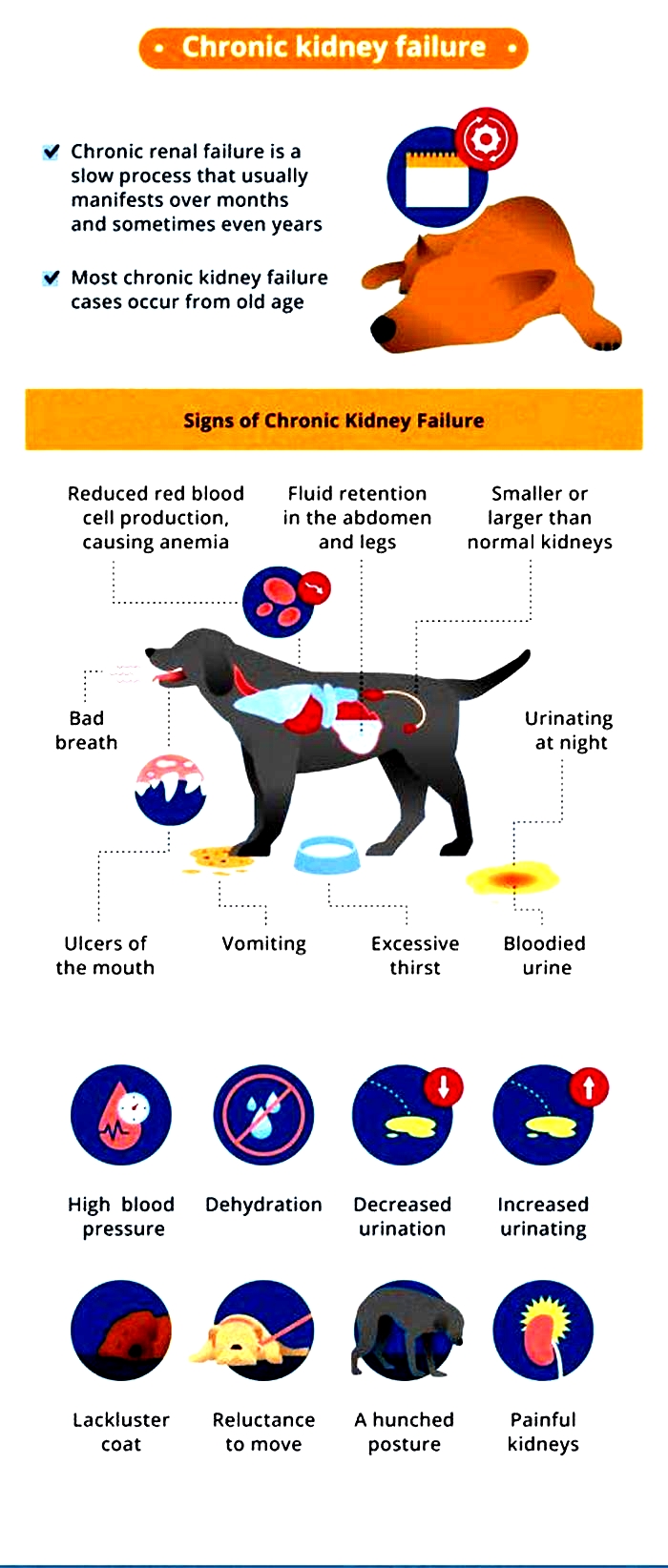 kidney disease in dogs and bad breath