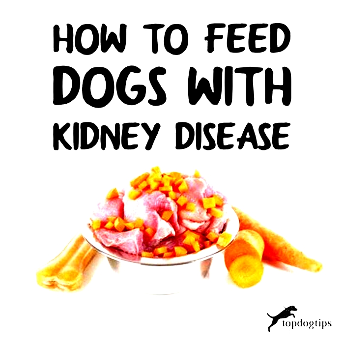 kidney disease in dogs foods to avoid