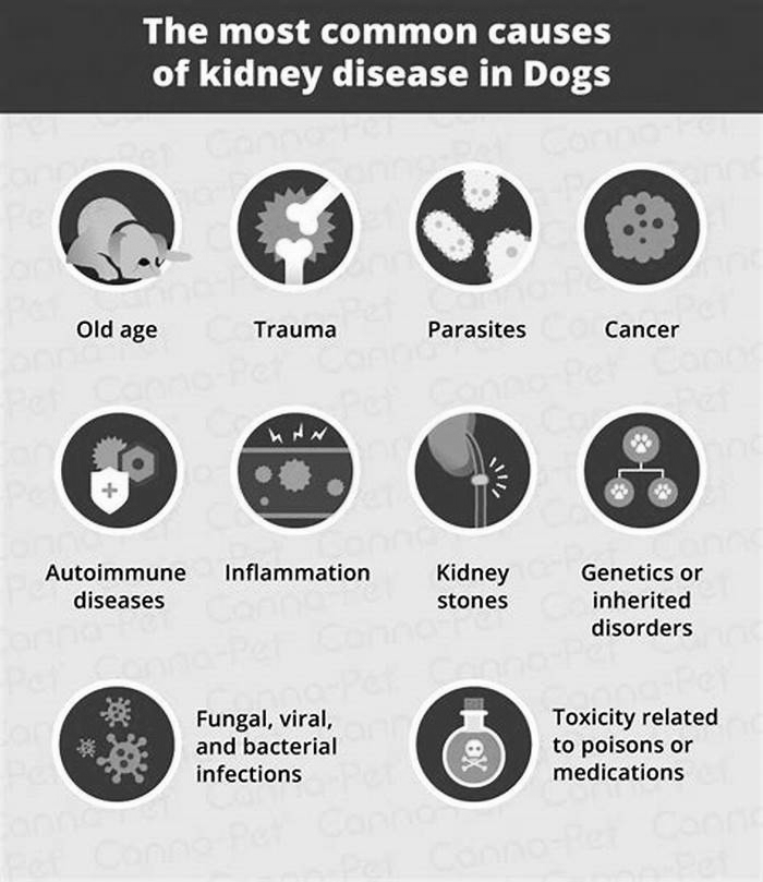 kidney disease in dogs genetic