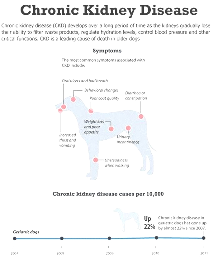 kidney disease in dogs life expectancy