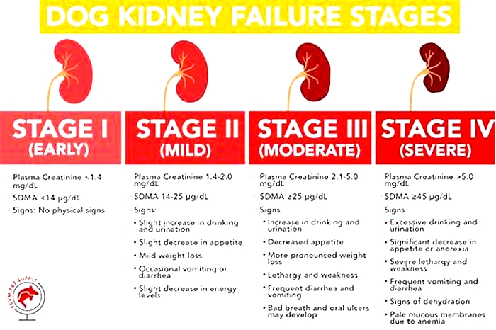 kidney disease in dogs numbers