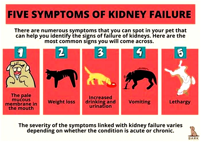 kidney disease vs kidney failure in dogs