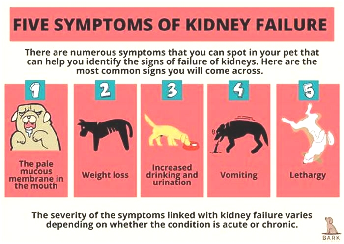 kidney disease with dogs