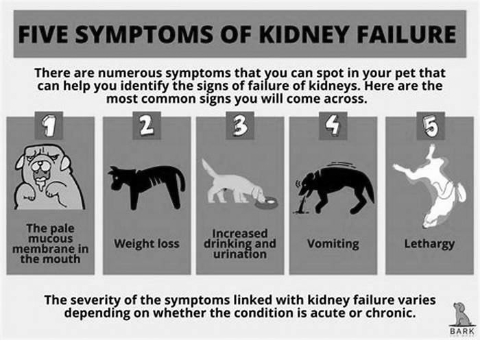 kidney failure breath smell in dogs