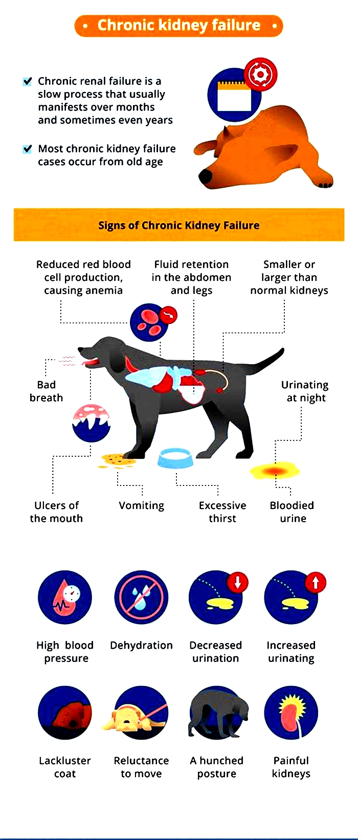 kidney failure dog bad breath