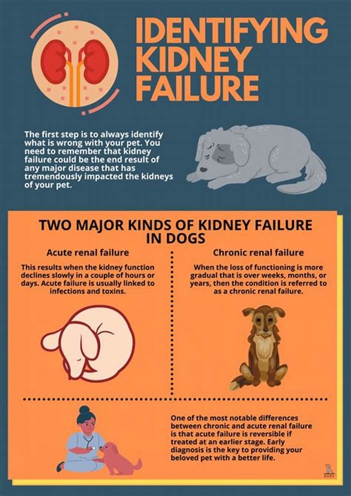 kidney failure dog blood test