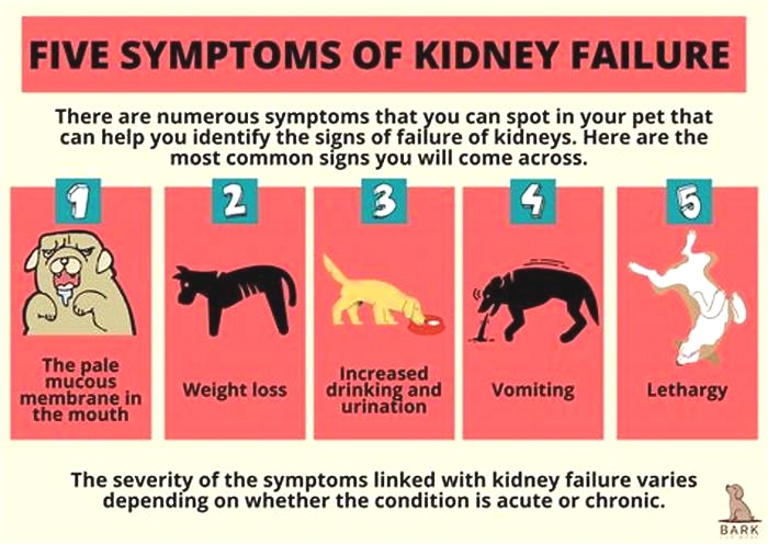 kidney failure dog signs