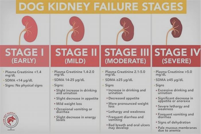 kidney failure dog vomiting