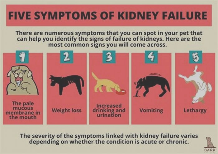 kidney failure dog