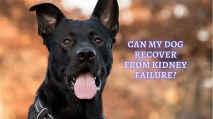 kidney failure dogs recovery