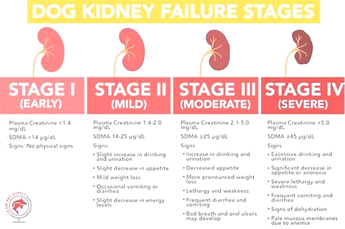 kidney failure dogs stages