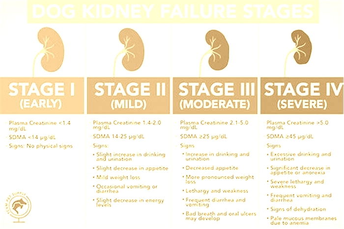 kidney failure in dog stages