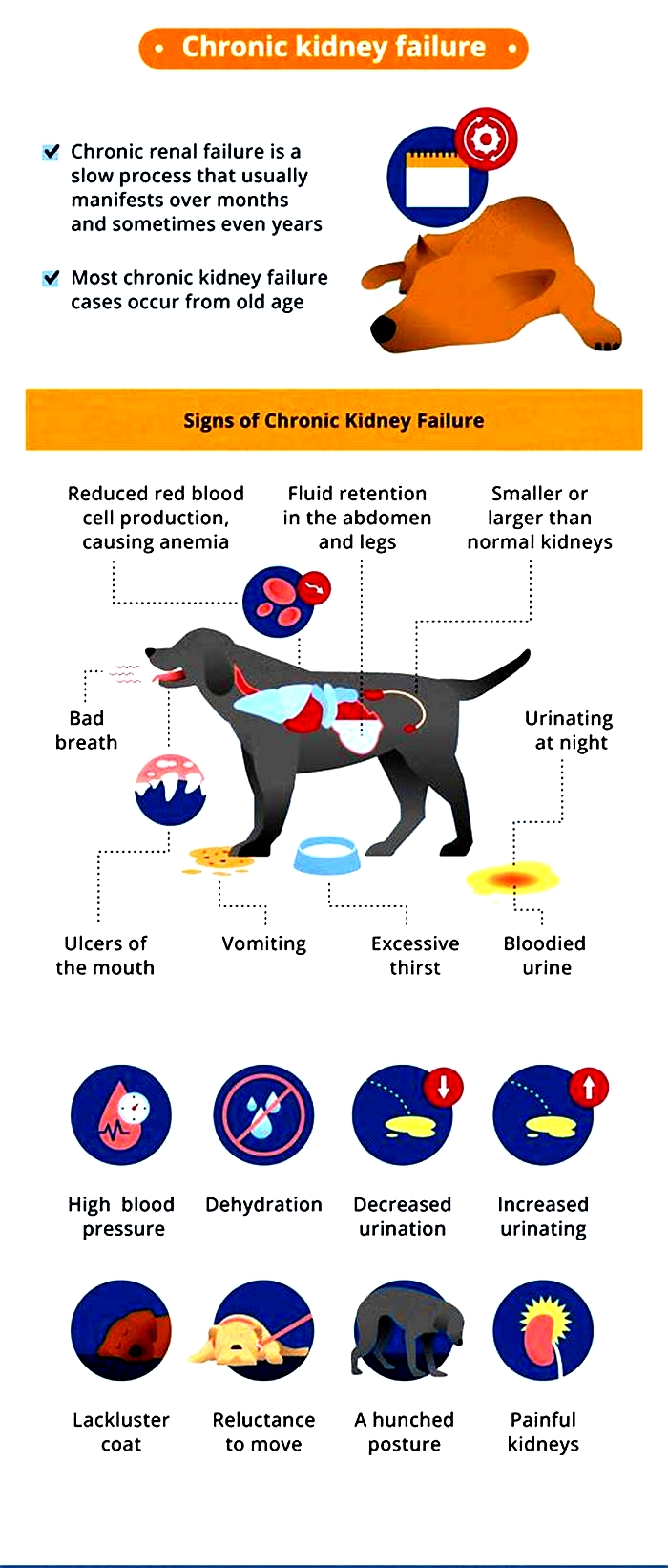 kidney failure in dogs and bad breath