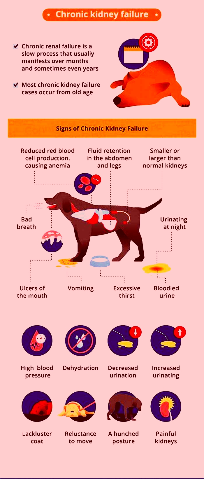 kidney failure in dogs back legs