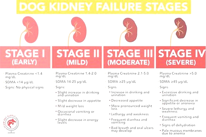 kidney failure in dogs + blood test results