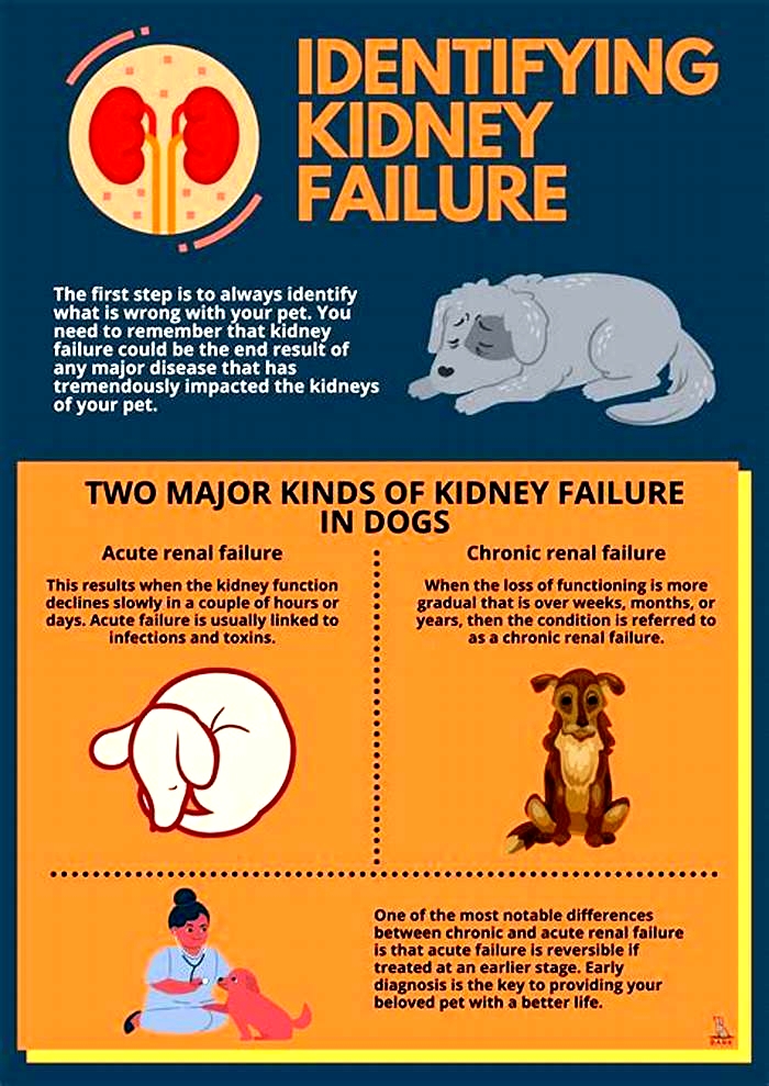 kidney failure in dogs from medication