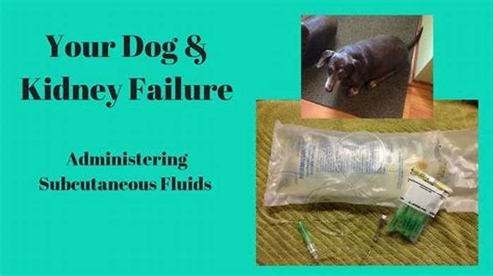 kidney failure in dogs treatment medication