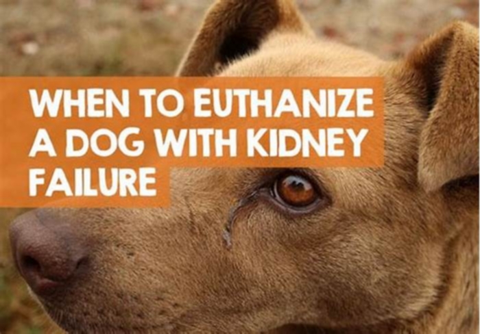 kidney failure in dogs