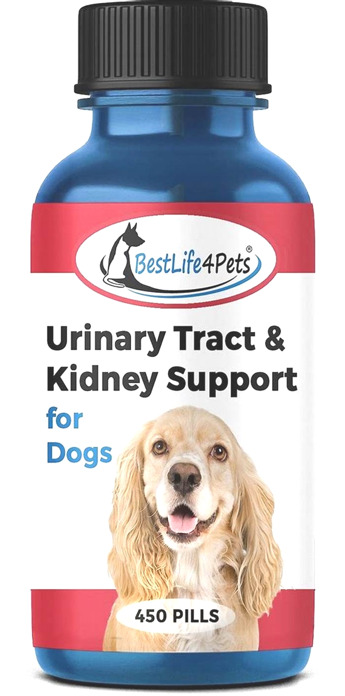 kidney failure medicine for dogs