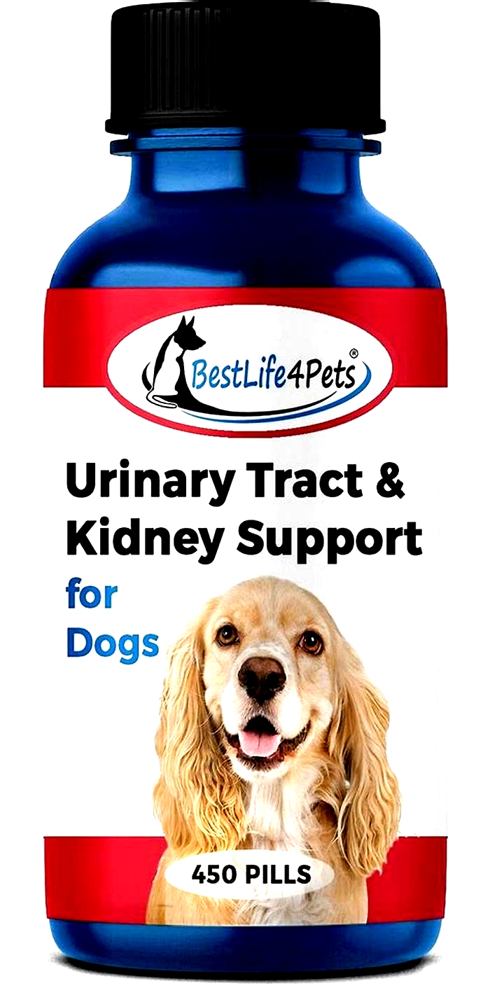 kidney problems dog medicine