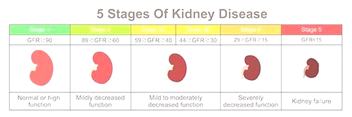 life expectancy for a dog with kidney disease