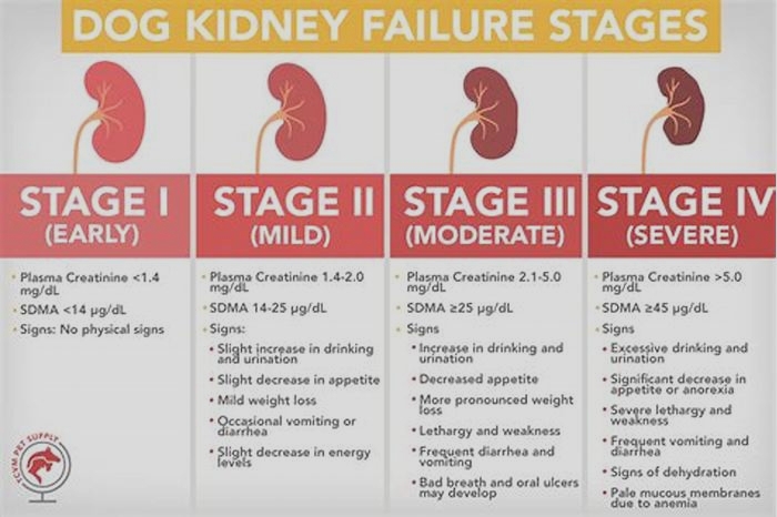 life expectancy for a dog with kidney failure