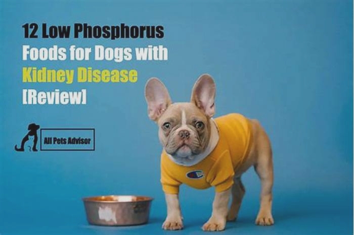 low phosphorus diet for dogs with kidney disease