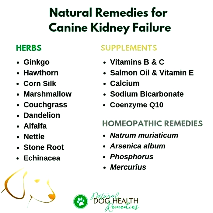 natural treatment for kidney problems in dogs