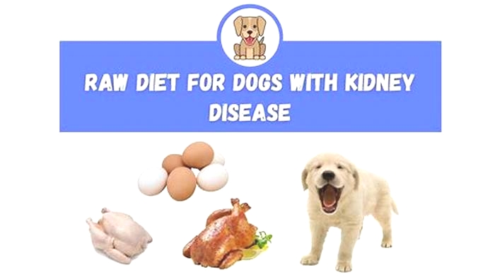 raw diet for dog with kidney disease