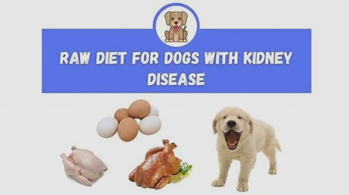 raw kidney diet for dogs