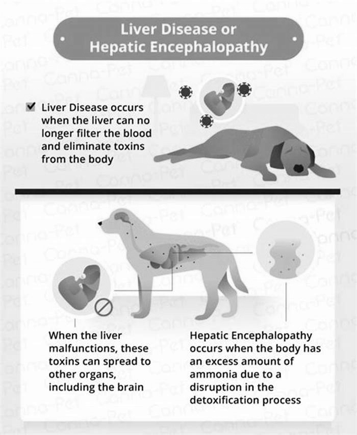 seizures in dogs with kidney disease