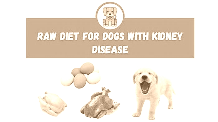 stage 3 kidney disease diet for dogs