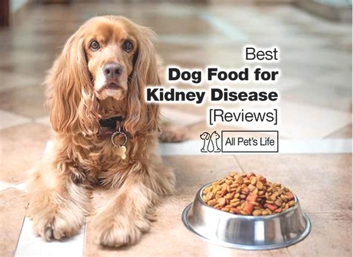 the best kidney diet for dogs