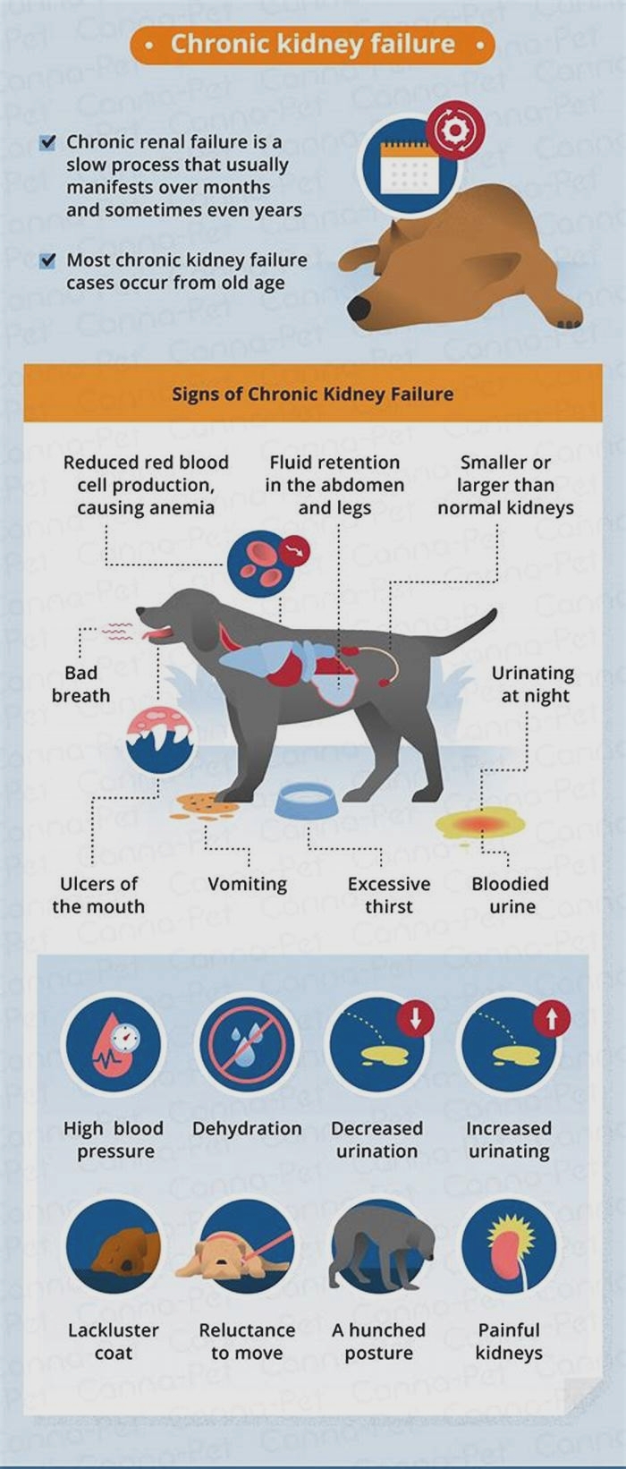 what causes bad breath in dogs with kidney failure