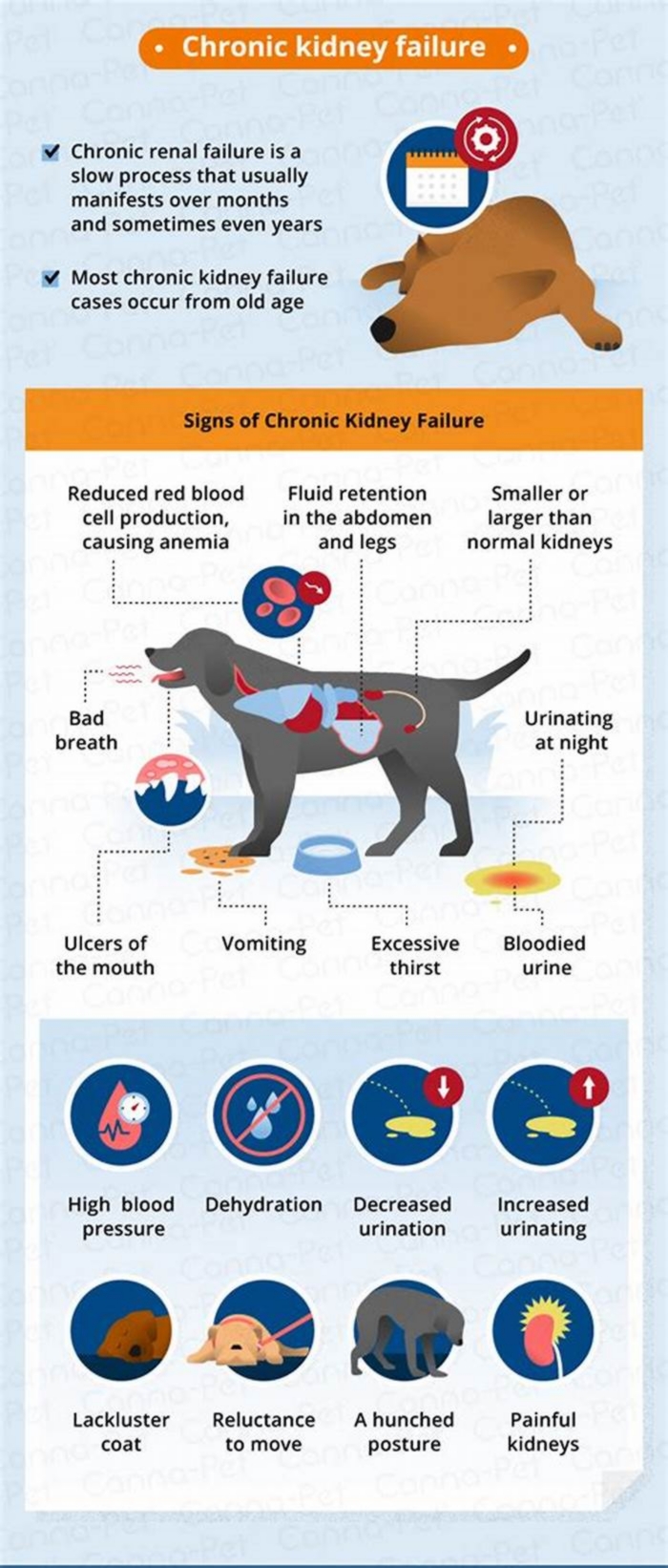 what does kidney failure in a dog look like