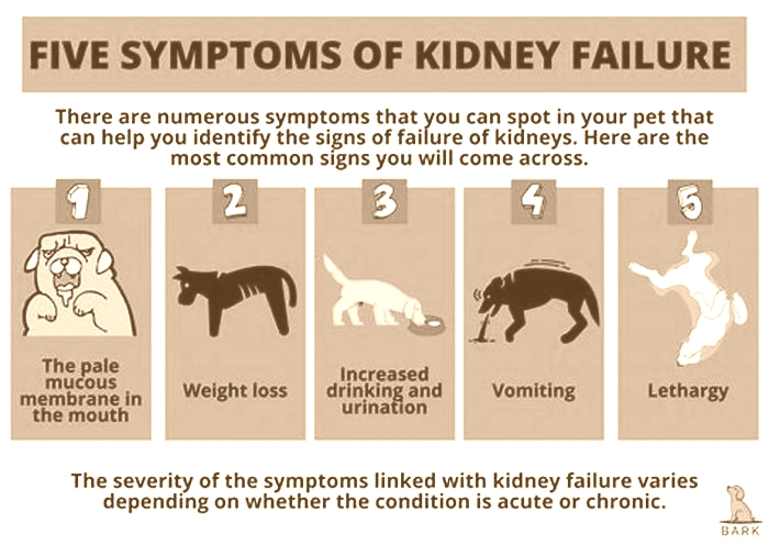 what happens to dog with kidney failure