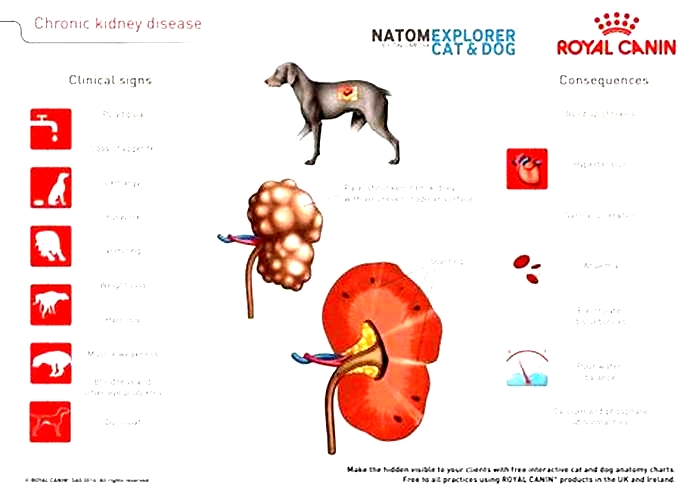 what is acute kidney disease in dogs