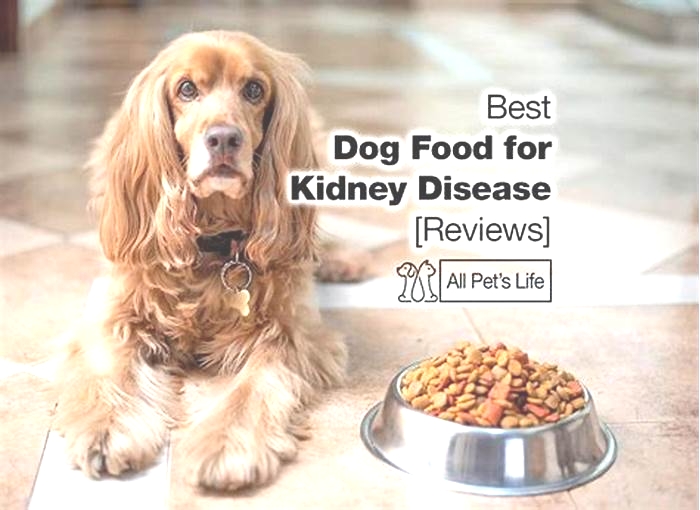 what is the best renal diet for dogs