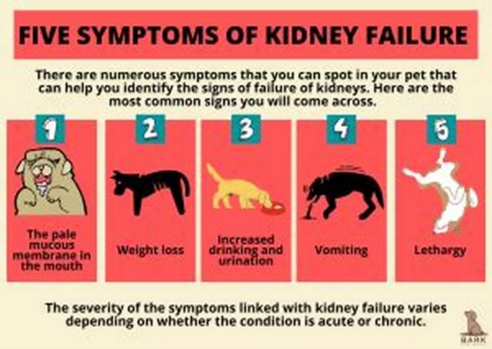 why did my dog get kidney failure